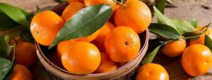 Perú se consolidó como primer exportador de mandarina, clementina y tangelo de América