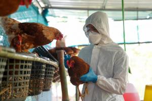 Perú se prepara para vacunar aves domésticas y contrarrestar influenza aviar