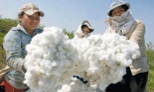 Perú sembró 6.945 hectáreas de algodón en la campaña 2022/2023, mostrando un incremento de +11% respecto a la campaña anterior