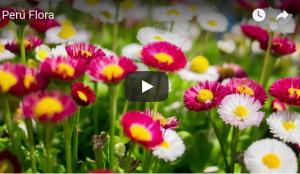 Perú tiene un potencial enorme en la floricultura