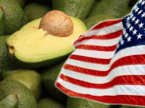 Perú triplicó exportaciones de palta Hass a Estados Unidos