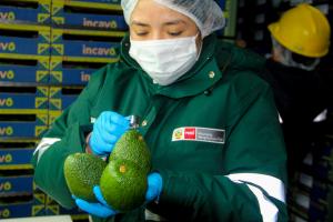 Perú y Chile inician certificación electrónica para facilitar el comercio de productos agrícolas