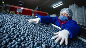 Perú y Chile reconfiguran el mapa global del arándano: ¿Quién domina el negocio azul?