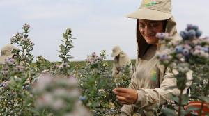 Perú ya exporta hasta 46 variedades de arándanos