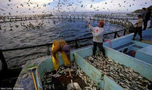Pesca y acuicultura generan 2.6 millones de empleos en América Latina y El Caribe
