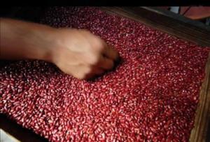 Piden umbrales de tolerancia para presencia involuntaria de OVM en cargamentos de semillas