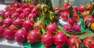 Pitahaya en Piura: Exceso de oferta dificulta rentabilidad para productores