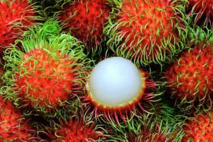 Pitahaya y rambután de Perú buscan hacerse un lugar en los mercados de Europa y Japón