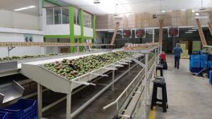 Piura Agro Export: Sobreproducción de mangos inestabiliza el mercado