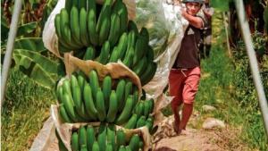 Piura: Banano orgánico se defiende del Fusarium e impulsa cadena productiva