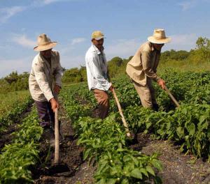 PIURA: CAPACITAN A POBLADORES EN CURSO DE LABORES AGRÍCOLAS