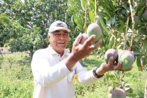 Piura certificó 198.101 toneladas de mango para exportación en la campaña 2021-2022