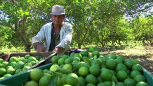 Piura concentra el 63.5% de las áreas de limón del Perú