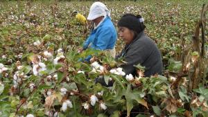 Piura: Costach exporta 21 toneladas de algodón pima a Tailandia