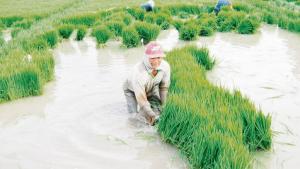 Piura debe dejar de sembrar 14 mil hectáreas de arroz para evitar la sobreproducción