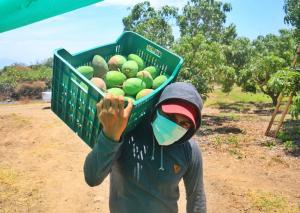 Piura exportó 195.922 toneladas de mango en campaña 2022-2023