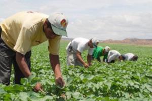 Piura pierde cerca de S/ 200 millones por falta de lluvias