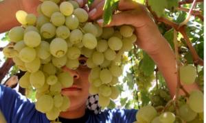 Piura: producción de uvas seedless superará a las Redglobe en esta campaña