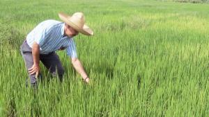 Piura produjo 516.469 toneladas de arroz en 2025