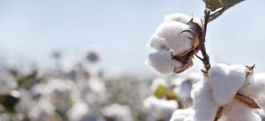 Piura sembró solo 370 hectáreas de algodón pima el 2016