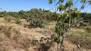 Piura tendrá poco mango en enero de campos aislados