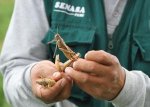 Plaga de langosta no representa peligro para la agricultura peruana