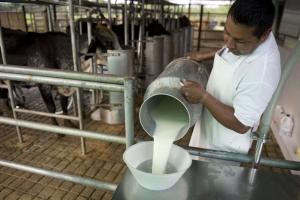 Plan de acción de clúster lácteo de Cajamarca está listo para su implementación