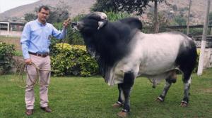 Plan ganadero intentará subir el consumo de leche fresca a 120 litros
