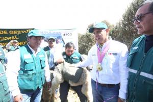 Plan Multisectorial ante Heladas y Friaje 2018 reducirá el riesgo de mortandad en 706.700 cabezas de ganado