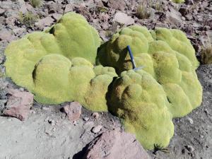Planta que crece en los andes peruanos permite determinar la edad histórica de las erupciones volcánicas