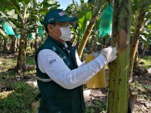 Plantaciones de bananos en peligro ante posible presencia de Fusarium Raza 4 tropical en Piura
