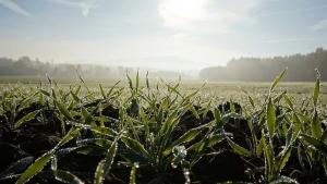 Plantean uso de lluvia artificial para garantizar productividad agrícola