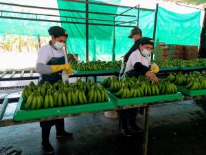 Poca preparación de personal en plantas de procesamiento de banano puede ocasionar hasta 50% de merma