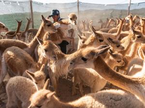 Ponen en marcha Plan Nacional de control de la sarna en vicuñas