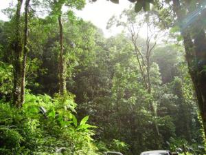 PONER EN VALOR LOS BOSQUES ACOMPAÑARÁ EL CRECIMIENTO NACIONAL