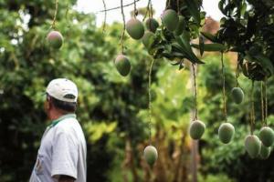 Por falta de floración en mango de Piura, prácticamente no habrá envíos a Europa en diciembre
