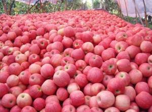 Por primera vez Perú importa de China 20 toneladas de manzanas