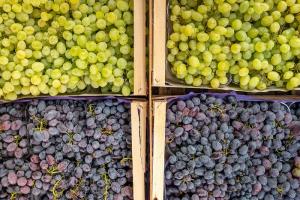 ¿Por qué Chile dejó de ser el principal exportador de uva de mesa?