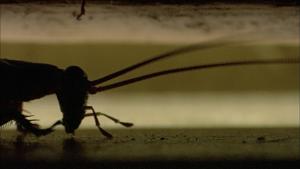 Por qué China cría seis millones de cucarachas por año