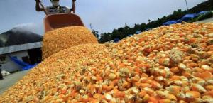 Porcicultores preocupados por posible aplicación de arancel a la importación de maíz amarillo duro