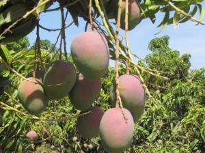 Posponen para el 2021 el XIII Simposio Internacional de Mango