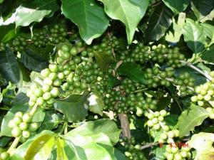 PRECIO DE EXPORTACIÓN DE CAFÉ VERDE DE CECOVASA DISMINUYÓ 40% 