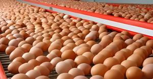 Precio de los huevos seguirá subiendo en regiones, ¿a qué se debe esto?