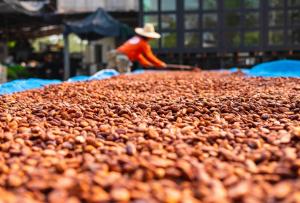 Precio del cacao se dispara a máximos históricos