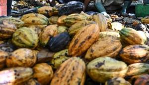Precio del cacao seguiría al alza y traería beneficios para el Perú