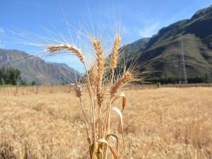 Precio del trigo cae a nivel internacional ¿descenderá valor de productos en Perú?