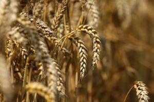 Precio internacional del trigo subió 5.94% y llegó a los US$ 458.4 la tonelada