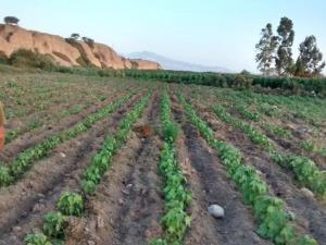 Precios de terrenos agrícolas suben en Ica por demanda inmobiliaria