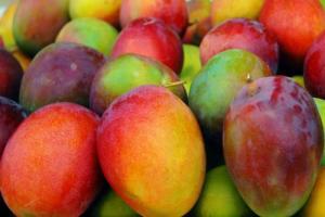 Precios del mango en Estados Unidos alcanzan niveles sin precedentes