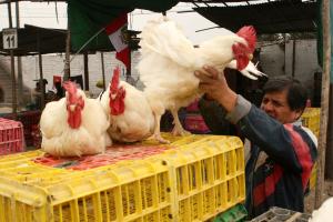 Precios mayoristas de pollo y huevos bajan en Lima ante una menor demanda